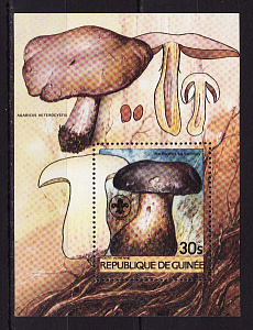 Гвинея, 1980, Грибы, блок
